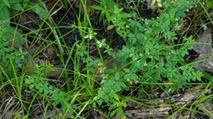 Galium pilosum