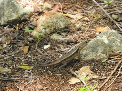 Sceloporus chrysostictus
