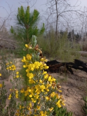 Xiphotheca canescens