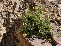 Senecio fremontii