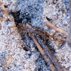 Lithobius forficatus