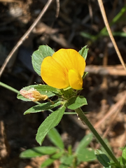 Stylosanthes biflora