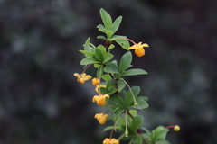 Berberis microphylla