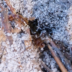 Lithobius forficatus