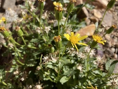 Senecio fremontii
