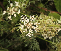 Apioideae