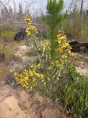 Xiphotheca canescens