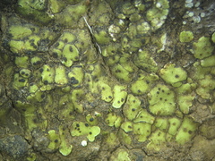 Psora icterica