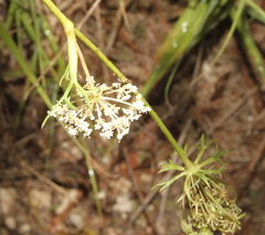 Apioideae