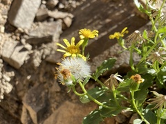 Senecio fremontii