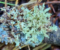 Ramalina americana
