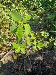 Euphorbia cyathophora