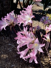 Amaryllis belladonna