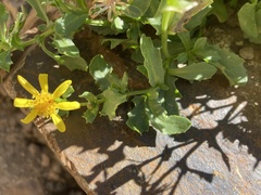 Senecio fremontii