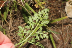 Apioideae