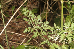 Apioideae