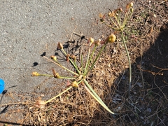 Amaryllis belladonna