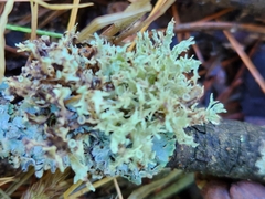 Ramalina americana