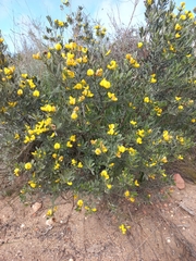 Xiphotheca canescens