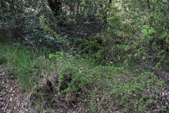 Berberis microphylla