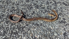 Thamnophis sirtalis pallidulus