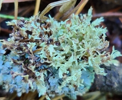 Ramalina americana