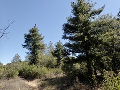 Pseudotsuga macrocarpa