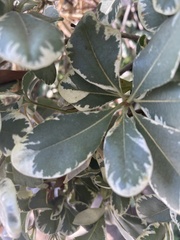 Pittosporum