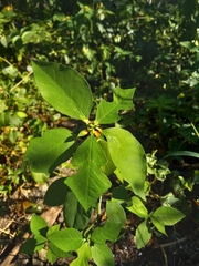 Euphorbia cyathophora