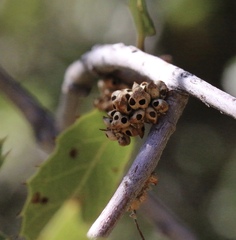 Callirhytis serricornis