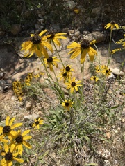Rudbeckia missouriensis