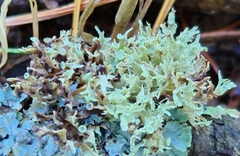 Ramalina americana
