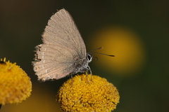 Satyrium esculi