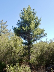 Pseudotsuga macrocarpa