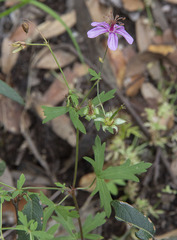 Geranium caespitosum
