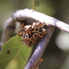 Callirhytis serricornis