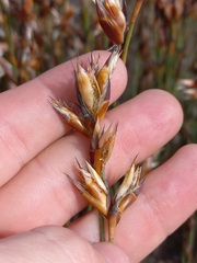 Willdenowia incurvata