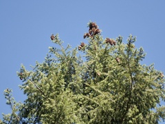 Pseudotsuga macrocarpa