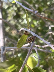 Callirhytis serricornis