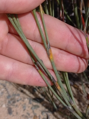 Willdenowia incurvata