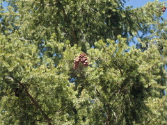 Pseudotsuga macrocarpa