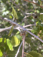 Callirhytis serricornis