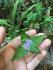 Fleischmannia incarnata