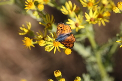 Lycaena alciphron