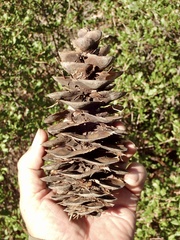 Pseudotsuga macrocarpa