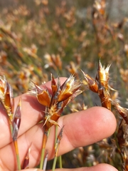 Willdenowia incurvata