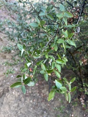 Ceanothus oliganthus sorediatus