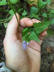 Fleischmannia incarnata