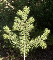 Pseudotsuga macrocarpa