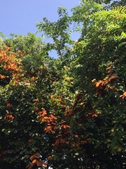 Phanera aureifolia